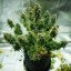 Royal Queen Seeds Σπόροι Κάνναβης Royal Haze Auto