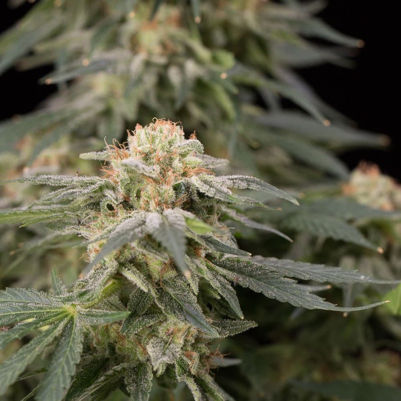 Silent Seeds Cannabis Seeds Lemon Tree Fast By Lemon Tree Feminized