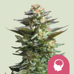Royal Queen Seeds Kaņepju Sēklas Amnesia Haze Feminized