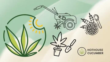 Illustrative graphic depicting the process of growing industrial hemp, with the HotHouseCucumber logo at the bottom left