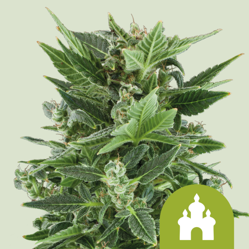 Royal Queen Seeds Semillas de Cannabis Royal Kush Auto