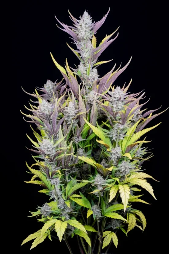 Fast Buds Cannabis Seeds Wedding Glue Auto