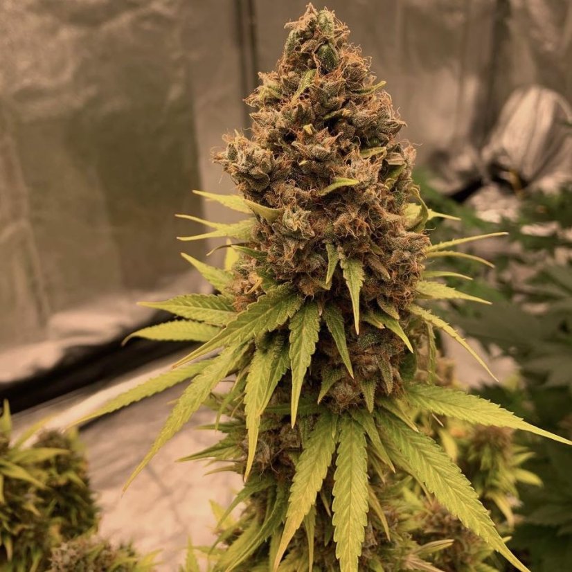 Doctor's Choice Seeds Diesel Fast F1 BX Regular