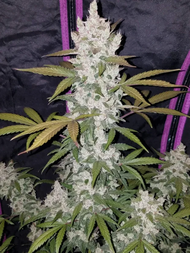 Fast Buds Cannabis Seeds Girl Scout Cookies Auto