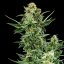 Royal Queen Seeds Cannabisfrön Royal Dwarf Auto