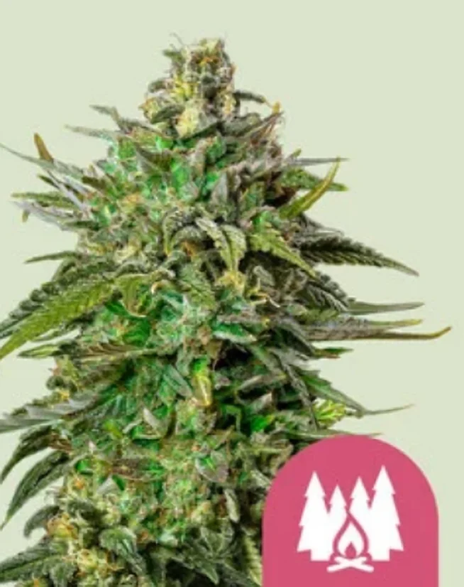 Royal Queen Seeds Semena konoplje Larry OG Feminized