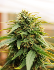 Doctor's Choice Seeds Deepforest Super Auto