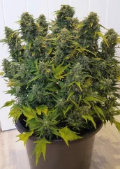 Dutch Passion Cannabis Seeds Auto Duck® Autoflowering