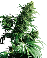 Sensi Seeds Cannabis Shiva Shanti® Regular, 10 Stk.