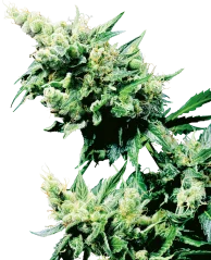 Sensi Seeds Cannabis Seeds Hash Plant® Regular, 10 Stk.