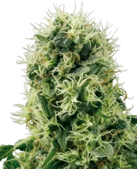 Sensi Seeds Cannabisfrø Pure Power Plant Feminiseret af White Label, 3-10 stk