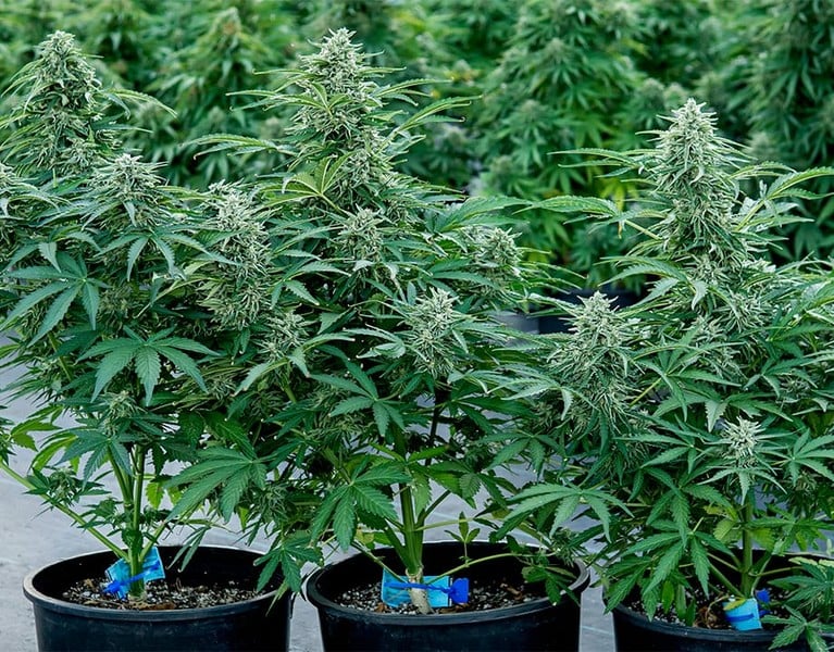 Royal Queen Seeds Sementes de Canábis Apollo F1 Auto