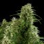 Royal Queen Seeds Semená konope Northern Light Auto