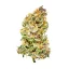 Royal Queen Seeds Cannabis Seeds Bubble Kush Auto