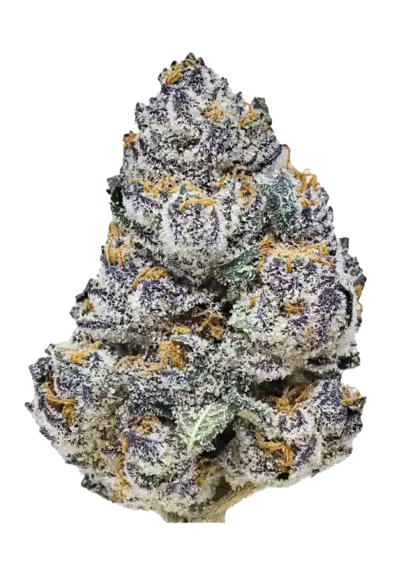 Fast Buds Cannabis Seeds Rainbow Melon Feminized