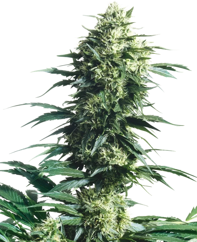 Sensi Seeds Cannabis Seeds Mother's Finest® Regular, 10 stuks