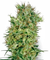 Sensi Seeds Cannabis Seeds Cali Orange Bud Regular von White Label, 10 Stk.