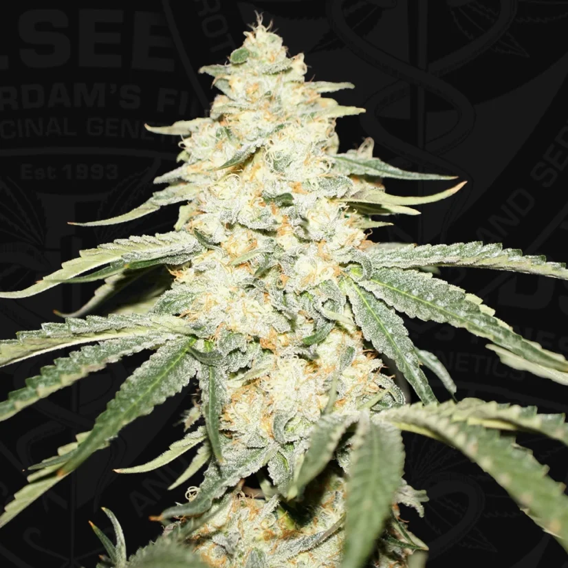 T.H.Seeds™ Cannabis Seeds Wy-Kiki, различни пакети, феминизирани