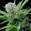 Royal Queen Seeds Cannabisfrön Royal Bluematic Auto