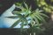 Cannabis leaves, what is THCH