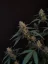 Fast Buds Cannabis Seeds BubbleGum Auto