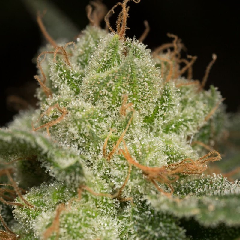 Silent Seeds Cannabis Seeds Lemon Tree Fast By Lemon Tree Feminized