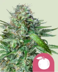Royal Queen Seeds Hanfsamen Tangie Feminisiert