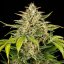 Royal Queen Seeds Cannabis Samen Green Gelato Auto