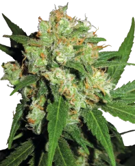 Sensi Seeds Cannabis Seeds Sensi Skunk® Θηλυκοποιημένοι σπόροι κάνναβης, 3-25 τεμ.