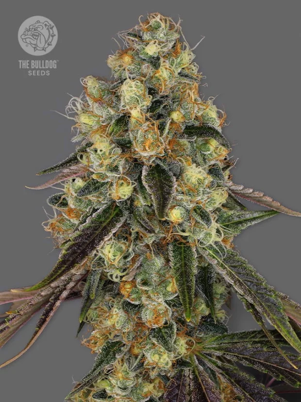 The Bulldog Seeds The Bulldog Cookies Femminizzati, 3 e 5 pz