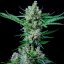 Royal Queen Seeds Cannabisfrön Royal Bluematic Auto