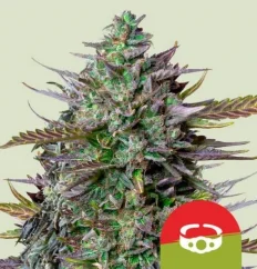 Royal Queen Seeds Hanfsamen GOAT'lato Auto