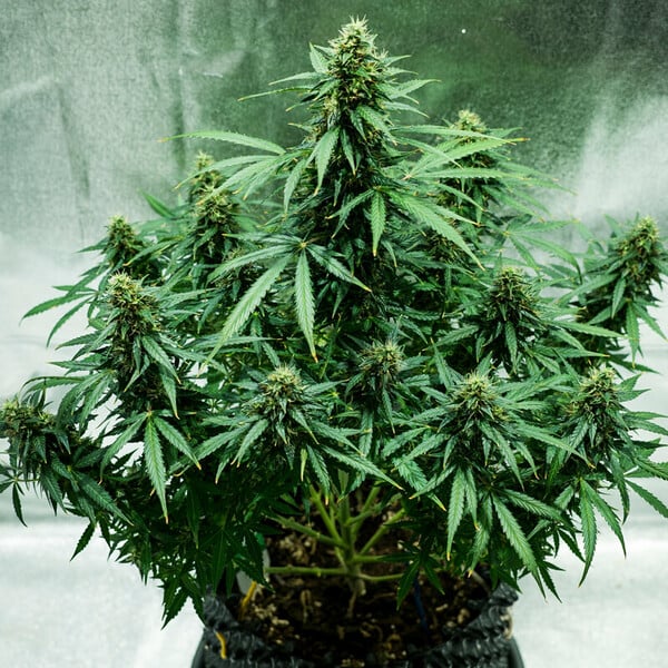 Royal Queen Seeds Cannabis Seeds Royal Jack Auto