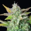 Royal Queen Seeds Semi di Cannabis Quick One Auto