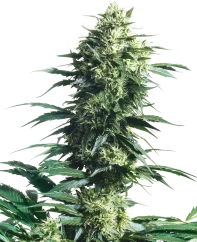 Sensi Seeds Cannabis Seeds Mother's Finest® Regular, 10 st