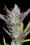 Fast Buds Cannabis Seeds Wedding Glue Auto