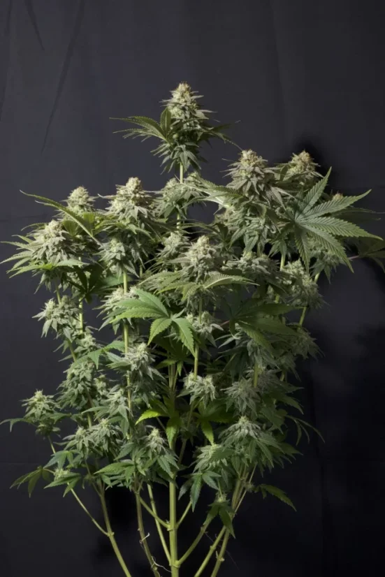 Fast Buds Cannabis Seeds Orange Sherbet FF