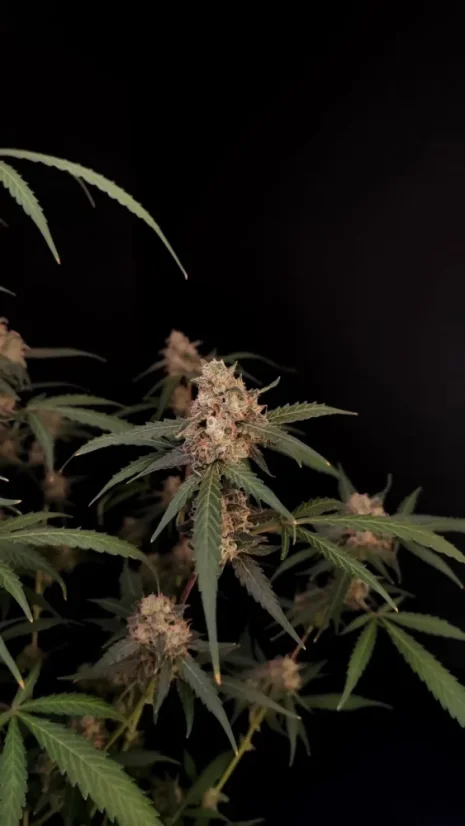 Fast Buds Cannabis Seeds AK Auto