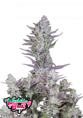 Fast Buds Cannabis Seeds Wedding Glue Auto
