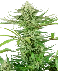 Sensi Seeds Cannabis Seeds Cashew Kush Feminized, 3-10 kpl