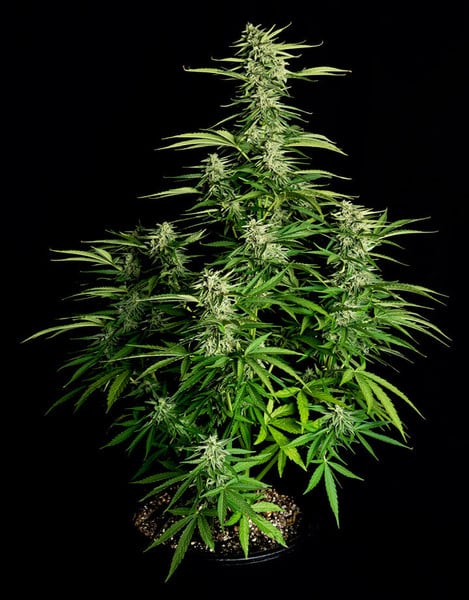 Royal Queen Seeds Cannabisfrön Orion F1 Auto