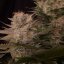 Doctor´s Choice Seeds Chronic Fast F1 BX Regular
