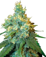 Sensi Seeds Cannabis Seeds Jack Herer® Regular, 10 Stk.
