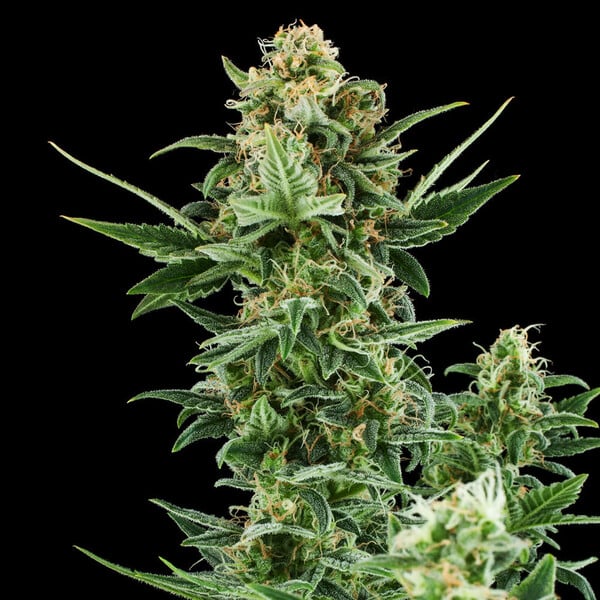 Royal Queen Seeds Cannabisfrön Royal Dwarf Auto