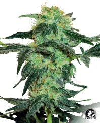 Sensi Seeds Cannabis Seeds White Ice Regular von White Label, 10 Stk.