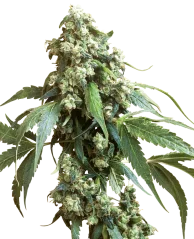 Sensi Seeds Cannabis Seeds Jack Flash® Regular, 10 Stk.
