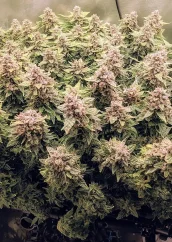 Dutch Passion Cannabisfrön Auto Euforia® Autoflowering