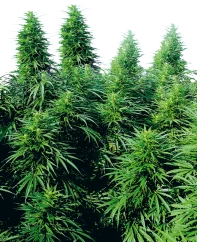 Sensi Seeds Cannabis Ruderalis Skunk® Regular, 10 Stk.