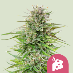 Semințe de Cannabis Royal Queen Seeds Blue Cheese Feminized