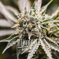 Blimburn Seeds Cannabisfrön GMO Feminiserade